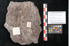Foto (Detailansicht) von Cinnamomum intermedium Ettingshausen (NHMW-GEO-2024-0188-10151)